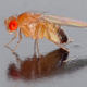 Illustration for article titled 5 Ways Cyborg Insects Could Change The World